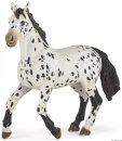 Appalosa Pferd Schimmel schwarz weiß gepfleckt von...