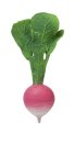 Ramona the Radish - Zum Beißen aus Naturkautschuk