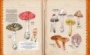 Pilze - verrückte Fakten über Fliegenpilze, Hefe und Co.